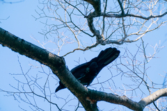 Corvus macrorhynchos