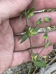 Dicliptera resupinata