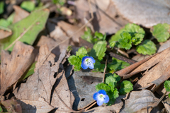 Veronica persica