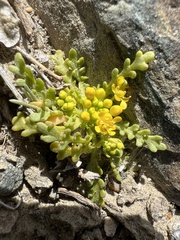 Lepidium flavum