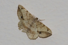 Chiasmia ammodes