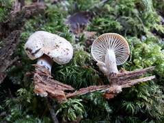 Neolentinus adhaerens