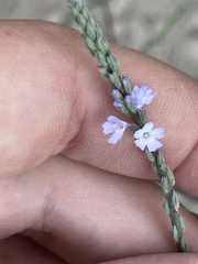 Verbena menthifolia