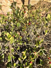 Alyxia buxifolia