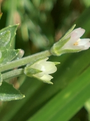 Teucrium trifidum