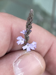 Verbena menthifolia