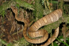 Corallus annulatus