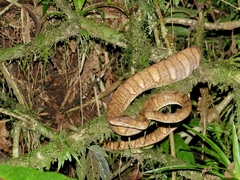 Corallus annulatus