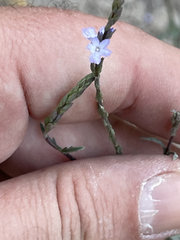 Verbena menthifolia