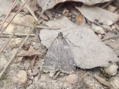 Hydrillodes lentalis