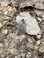 Hydrillodes lentalis