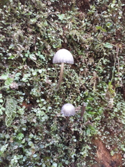 Mycena silvae-nigrae