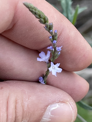 Verbena menthifolia