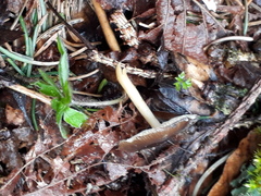 Strobilurus esculentus