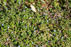 Veronica persica