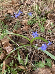 Scilla vindobonensis