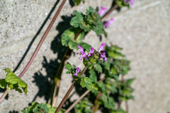Lamium amplexicaule