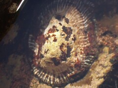 Siphonaria pectinata