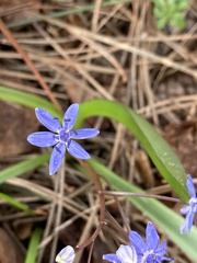 Scilla vindobonensis