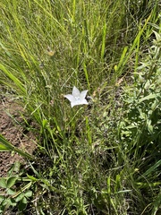 Wahlenbergia undulata
