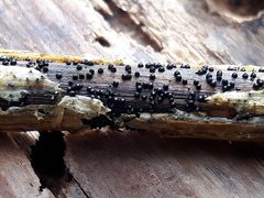 Leptosphaeria acuta