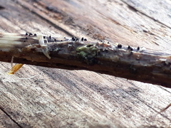 Leptosphaeria acuta