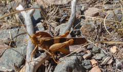 Pyrgodera armata