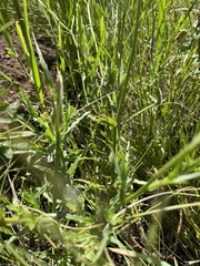 Wahlenbergia undulata