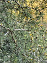 Vachellia farnesiana