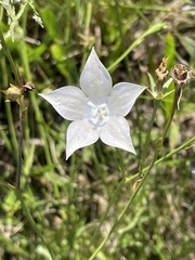 Wahlenbergia undulata