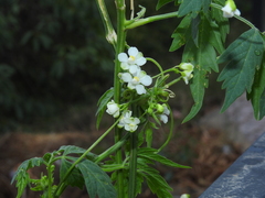 Cardiospermum grandiflorum