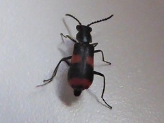 Anthocomus fasciatus
