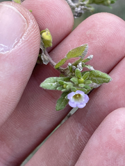 Calibrachoa parviflora