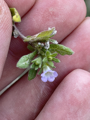 Calibrachoa parviflora