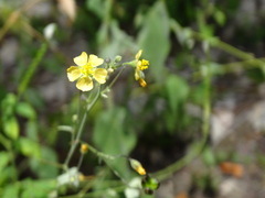 Wissadula amplissima