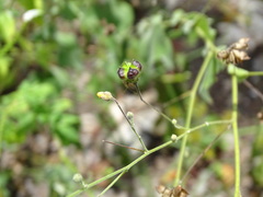 Wissadula amplissima