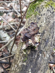 Auricularia mesenterica
