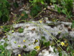 Wissadula amplissima