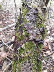 Auricularia mesenterica