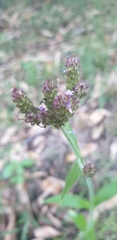 Verbena incompta