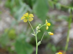 Wissadula amplissima