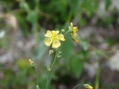 Wissadula amplissima