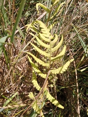 Cyclosorus interruptus