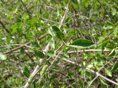 Pisonia aculeata