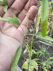 Clematis drummondii