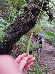 Haplopteris elongata