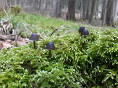 Mycena silvae-nigrae