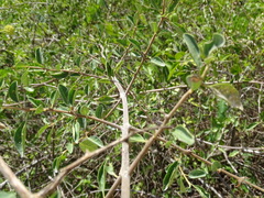 Pisonia aculeata
