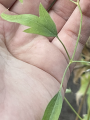 Clematis drummondii