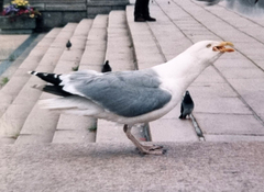 Larus argentatus